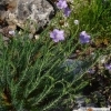 Linum alpinum -- Alpen-Lein